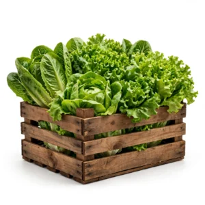 Lechuga | Cajón